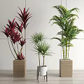 Various Bonsai Potted Plants with Red Green Leaves in Modern Indoor Decorative Pots