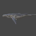 Realistic 3D Model of Blue Whale with Detailed Features on Blue Background