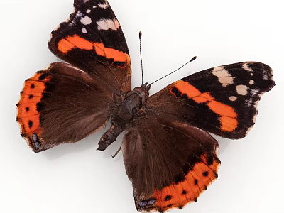 Vibrant Butterfly With Black Orange And White Spotted Wings On White Background 3d model