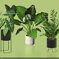 Indoor Potted Plants With Large Green Leaves Ferns And Modern Metal Cement Planters