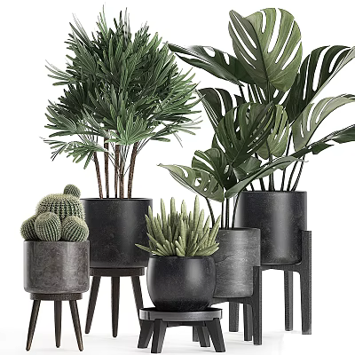 Potted Bonsai Plants With Cactus Monstera Leaves And Black Pots On Stands 3d model