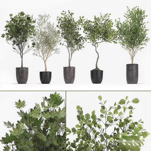 Varied Potted Green Plants In Black Pots For Indoor Decorative 3d model 