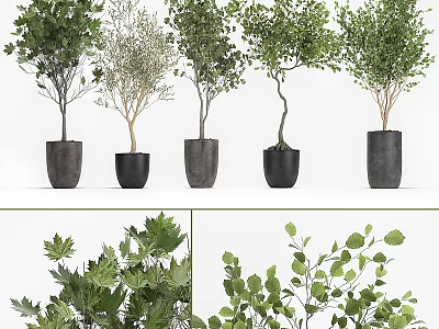 Varied Potted Green Plants In Black Pots For Indoor Decorative 3d model