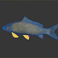 Golden Carp With Shiny Scales And Greenish Fins On Dark Surface Gray Background And Reflection
