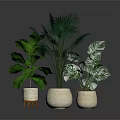 Plants With Lush Green Tropical Leaves In Light Colored Ceramic Planters For Indoor Home Decor