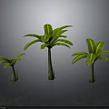 Three Banana Plants With Different Sizes Green Leaves And Brown Trunks