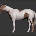 Brown and white spotted horse standing as 3D model on grey background with reflection