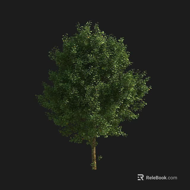Tall Green Leafy Arbor With Lush Foliage And Single Trunk Isolated On Black Background 3d model 