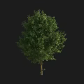 Tall Green Leafy Arbor With Lush Foliage And Single Trunk Isolated On Black Background
