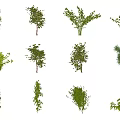 Modern Tree Shrub 3d model