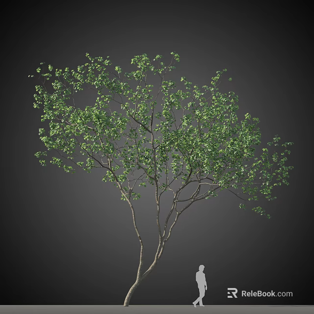 Tall Tree with Green Leaves and Branches and Human Figure for Scale 3d model 
