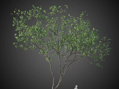 Tall Tree with Green Leaves and Branches and Human Figure for Scale 3d model