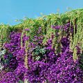 Green Plant Wall With Purple Flowers Hanging Vines And Diverse Green Plants On Stone Ground