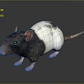 Black And White Rat With Pink Ears Standing On Smooth Dark Surface 3d model