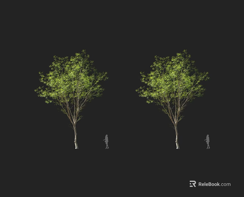 Two Green Leafy Trees With Slender Trunks And Human Figures For Size And Height Comparison 3d model