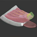 Detailed Anatomical Model Showing Pink Muscle Texture And White Base Structure