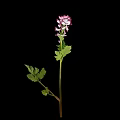 Pink Purple Flowering Plant With Green Leaves On Black Background