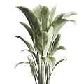 Variegated Leaf Indoor Potted Plants In Textured Gray Ceramic Pots