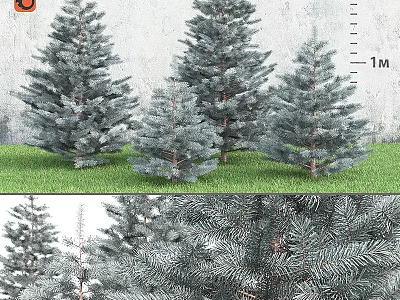 Blue Green Pine Trees Garden Decor with Various Sizes and Grass Background Wall 3d model