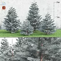 Blue Green Pine Trees Garden Decor with Various Sizes and Grass Background Wall 3d model