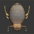 Realistic Brown Textured Beetle With Oval Body Six Legs On Black Reflective Surface