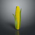 Fresh Corn Cob with Yellow Kernels and Green Leaves for Daily Use