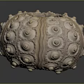 Natural Sea Urchin Shell Featuring Rounded Protrusions And Central Hole 3d model