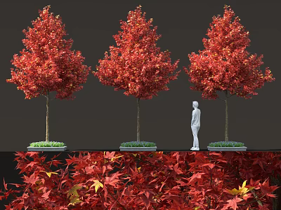 Red Leaf Maple Trees with Vibrant Red Foliage and Red Fallen Leaves Around 3d model