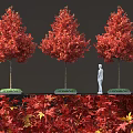 Red Leaf Maple Trees with Vibrant Red Foliage and Red Fallen Leaves Around 3d model