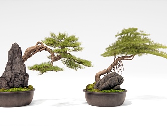 Pine bonsai Pine potted landscape stone rockery 3d model