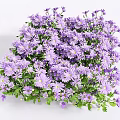 Vibrant Purple Flowers with Small Blooms and Lush Green Leaves in Dense Cluster