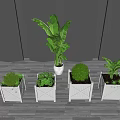 Various Green Potted Plants In White Planters On Wooden Floor With Dark Wall