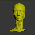 Detailed Human Head Anatomy Model Displaying Muscle And Vascular Structures for Study 3d model