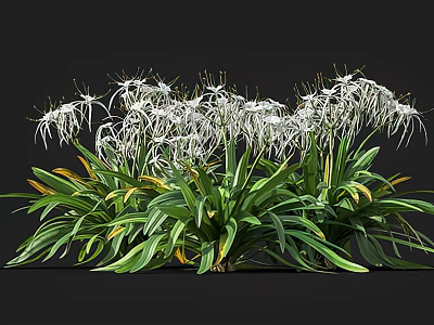 White Flowers With Long Slender Petals And Green Leaves With Yellow Edges 3d model