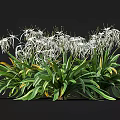 White Flowers With Long Slender Petals And Green Leaves With Yellow Edges