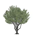Tall Arbor With Lush Green Foliage Multiple Branches And Human Silhouette For Scale