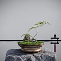 Bonsai Plant in Ceramic Pot with Slender Trunk Grass Stone Reflection Near Bench and Person