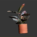 Vibrant Variegated Leaf Houseplant In Red Textured Pot On Gray Background