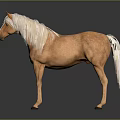 Brown Horse With White Mane And Tail Standing On Dark Background 3d model