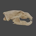 Detailed 3D Animal Skull Model With Sharp Teeth And Bone Structure