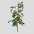 Healthy Tomato Plant With Green Leaves And Ripe Red Fruits Growing Well