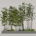 Tall Bamboo Plants With Lush Green Leaves In Natural Cluster Growth