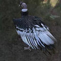 Majestic Red Headed Condor With Black And White Feathers Standing On Green Grassland