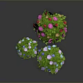 Heart shaped green plant with vibrant colorful flowers purple pink blue yellow and green leaves