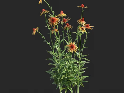 Fresh Yellow and Red Blooms with Green Stems and Leaves in Bunch on Black Background 3d model