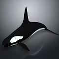 Black And White Orca Whale 3D Rendered In Swimming Pose On Gray Background