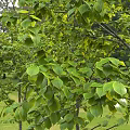 Modern gardening sketch tree elm 3d model
