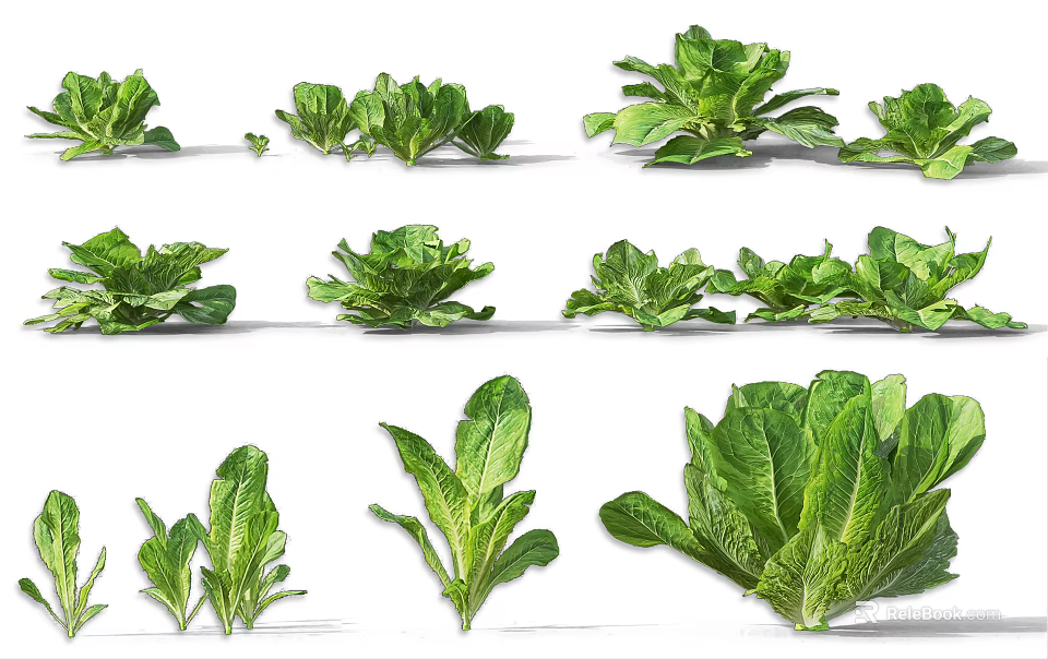 Fresh Green Leafy Vegetables Including Various Types Like Lettuce Spinach And Kale 3d model 