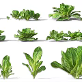 Fresh Green Leafy Vegetables Including Various Types Like Lettuce Spinach And Kale