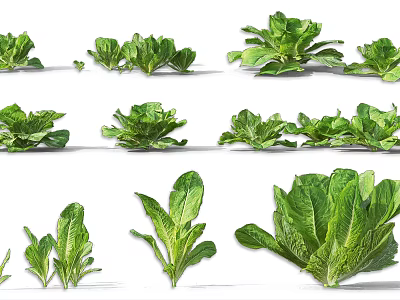 Fresh Green Leafy Vegetables Including Various Types Like Lettuce Spinach And Kale 3d model